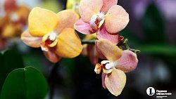 Цветок восстанет даже из пепла: эксперт рассказала о мире орхидей в Челябинске