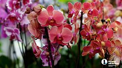 Цветок восстанет даже из пепла: эксперт рассказала о мире орхидей в Челябинске