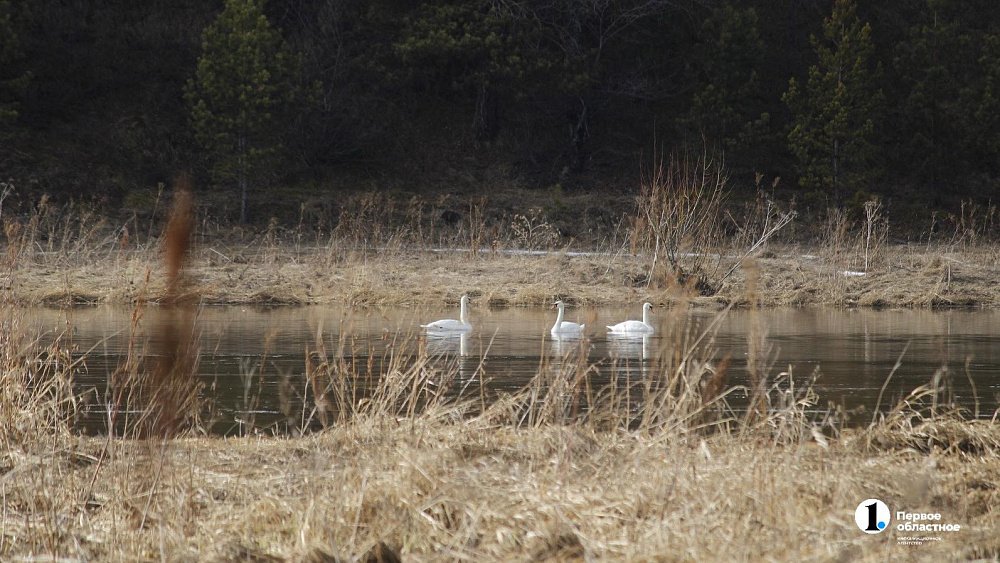 В Челябинской области лебедь перезимовал на реке Уфе