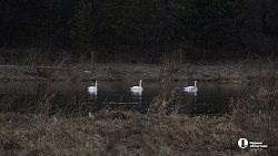 В Челябинской области лебедь перезимовал на реке Уфе