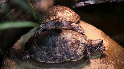 В Челябинске во Дворце пионеров и школьников работает живой уголок