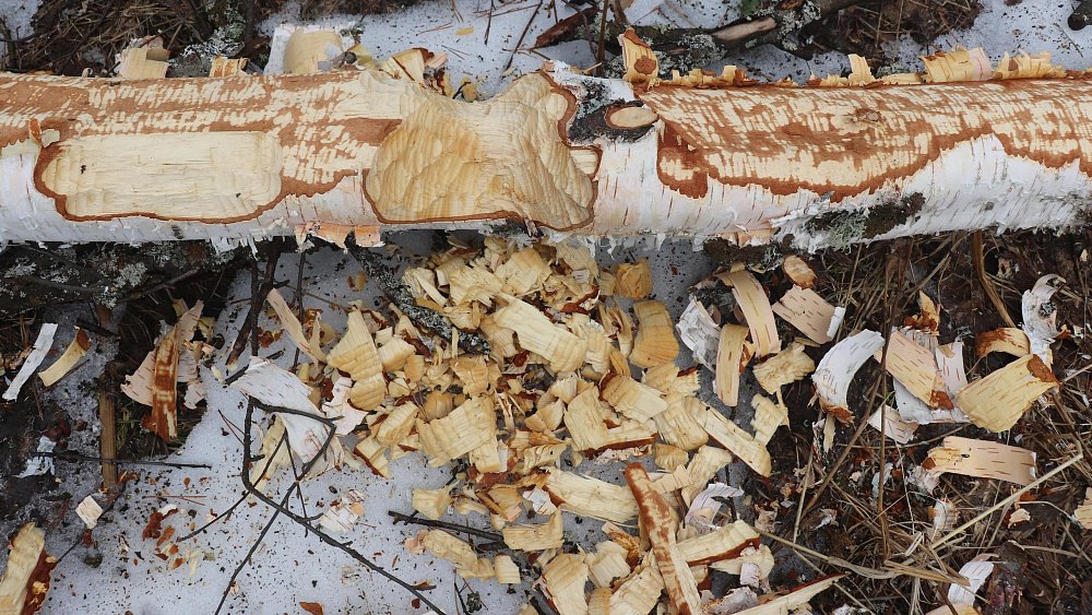 Бобры оккупировали поселок в Челябинской области