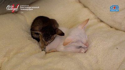 «Кошачья педагогика» в рубрике «Усы, лапы и хвост»