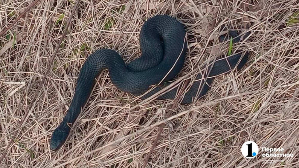 Змеи проснулись в Челябинской области