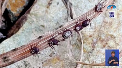 Клещи на Южном Урале: как уберечься от опасных укусов