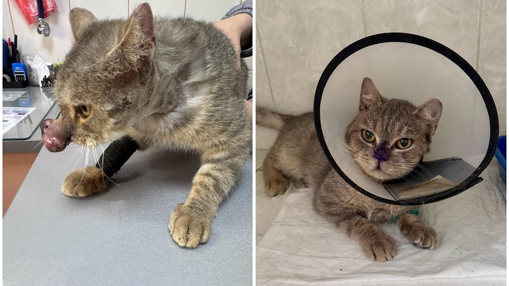 В Магнитогорске спасли кота с огромной опухолью на носу