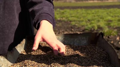 В Увельском районе начался сезон высаживания сосен