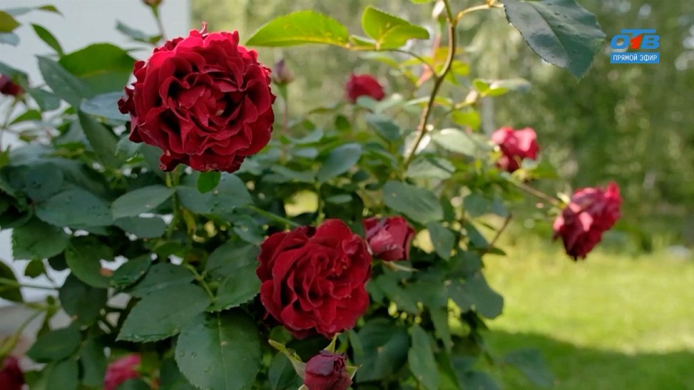 Выбираем розы грамотно в рубрике «Руки садовода»