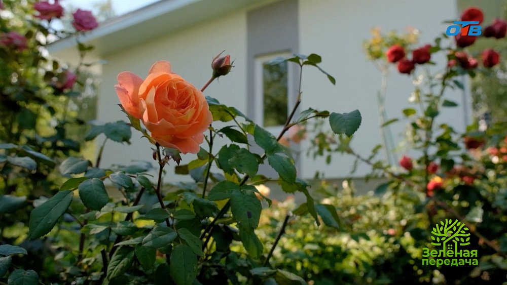 Апрельские сады: красота и польза