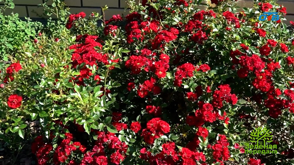 Роза — королева сада