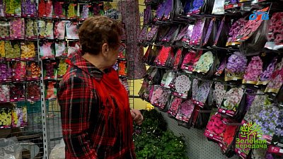 Флоксы — душа русского сада