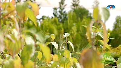 Магний — эликсир жизни для растений