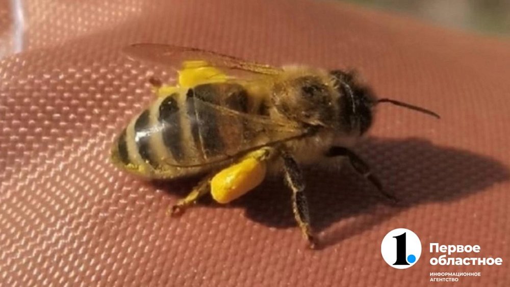 Пчеловоды Челябинской области начали сдавать ульи напрокат