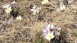 На Южном Урале расцвели первоцветы