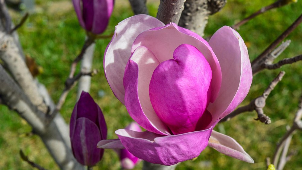 Можно ли выращивать магнолии в Челябинской области