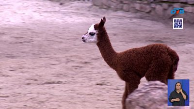 Карамелька — новая звезда Челябинского зоопарка!