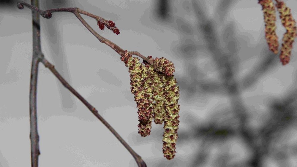 На Таганае раньше срока зацвела ольха