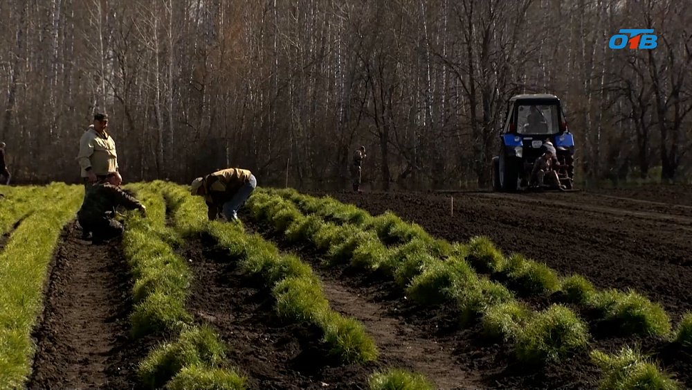 Как на Южном Урале восстанавливают лесные угодья после пожаров