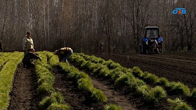 Как на Южном Урале восстанавливают лесные угодья после пожаров