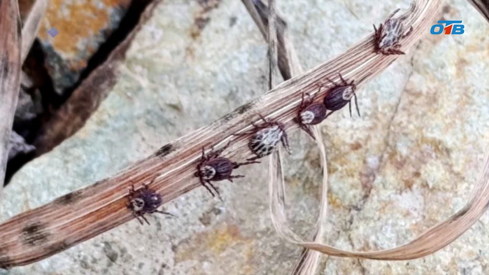 Клещевой «бум» на Южном Урале: как защитить себя от опасных укусов