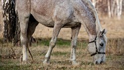 Пробуждение природы Челябинской области показал фотограф из ЛНР