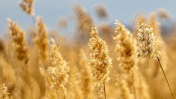 Пробуждение природы Челябинской области показал фотограф из ЛНР