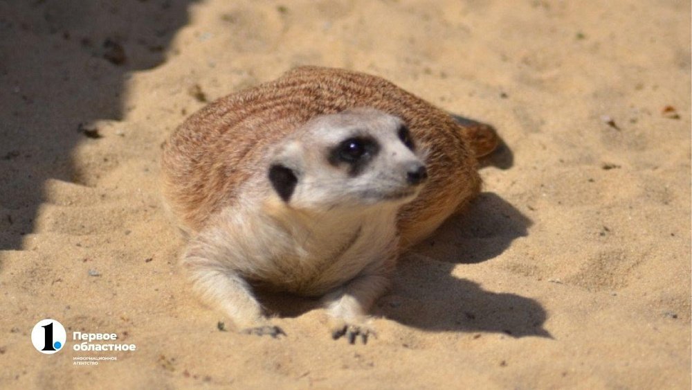 В Челябинске владелец мини-зоопарка заплатит штраф