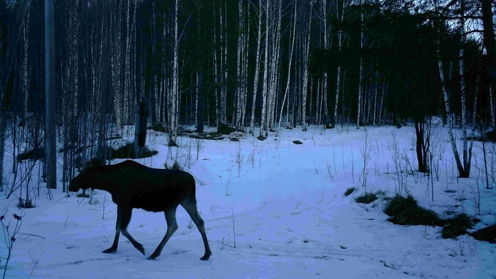 В нацпарке Зигальга живут 400 белок и полторы сотни зайцев