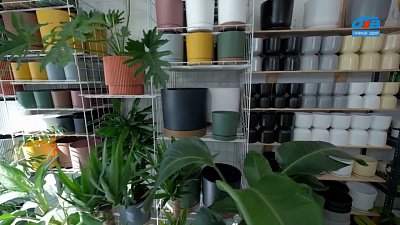 О комнатных модных растениях в рубрике «Уютное решение»