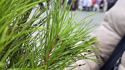 Челябинцам раздали 8 тысяч саженцев сосны