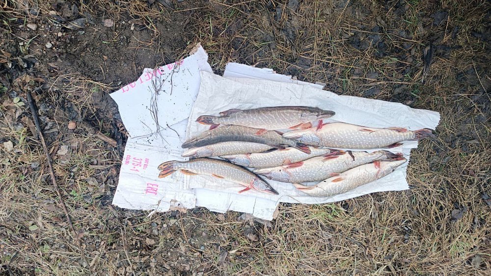 В Златоусте задержали браконьеров за незаконный вылов щуки