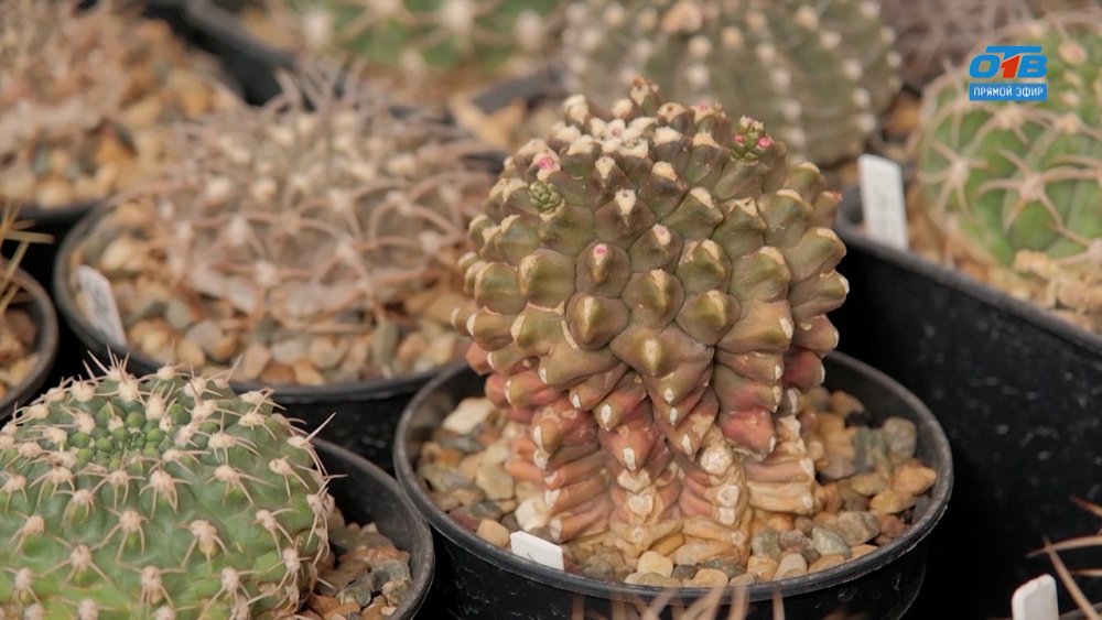 Колючая красота в рубрике «Руки садовода»