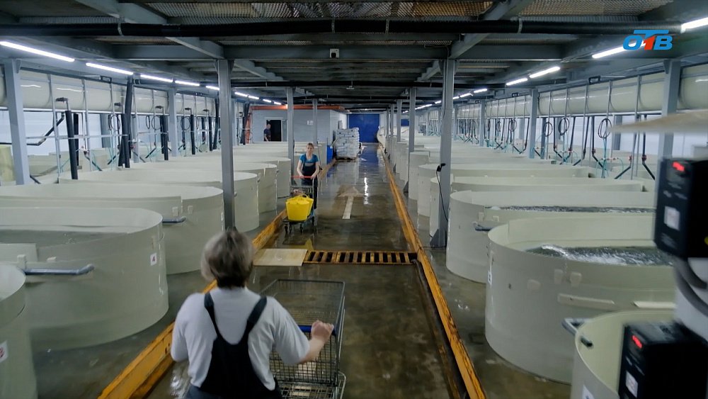 От икринки до гиганта: как выращивают форель, осетр и другие виды рыб на Урале