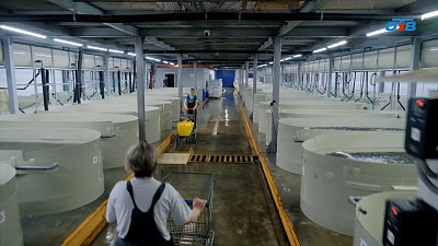 От икринки до гиганта: как выращивают форель, осетр и другие виды рыб на Урале