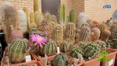 Колючие самоцветы Урала