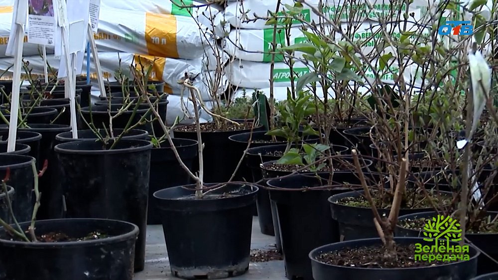 Розовый сад начинается с выбора