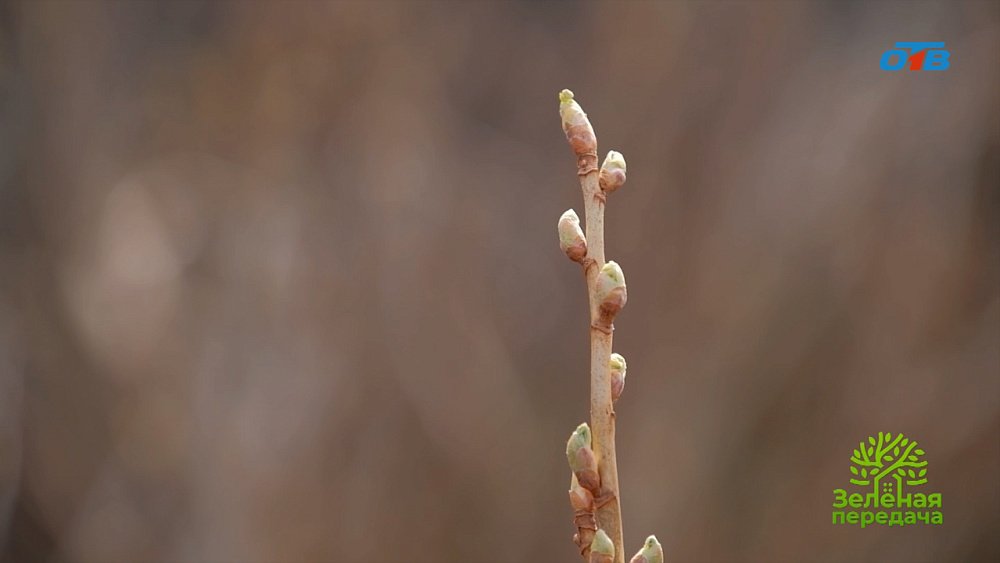 Смородина просит внимания