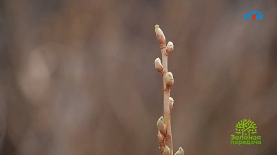 Смородина просит внимания