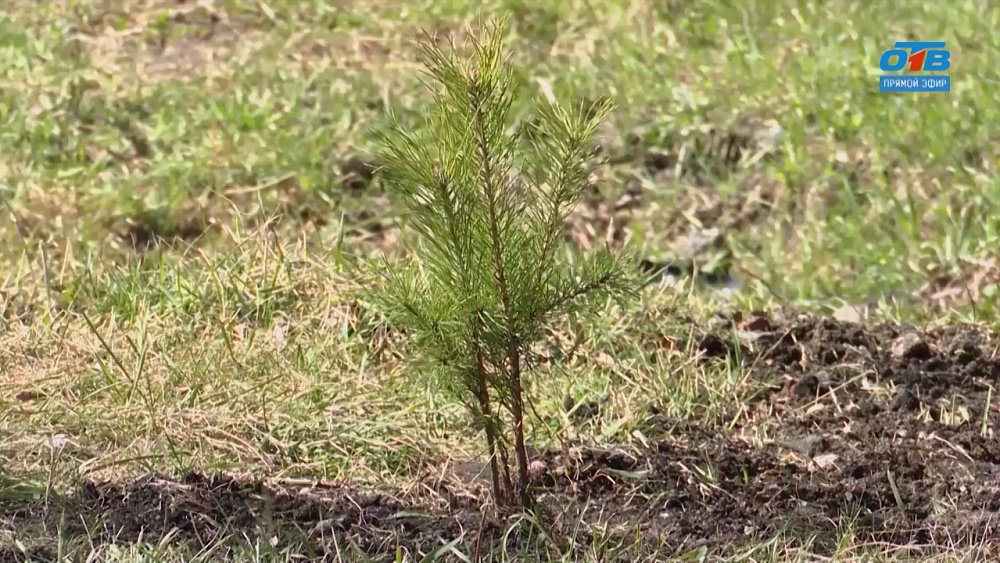 Как правильно высаживать сосну? — в сюжете «80 000 деревьев ко Дню Победы»