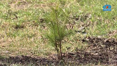 Как правильно высаживать сосну? — в сюжете «80 000 деревьев ко Дню Победы»