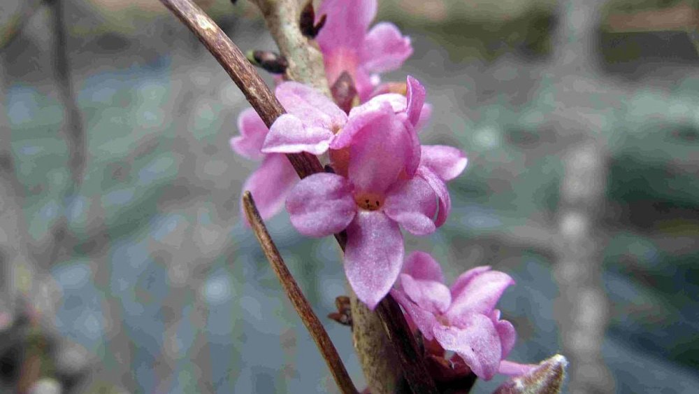 На Таганае рекордно рано зацвело волчье лыко