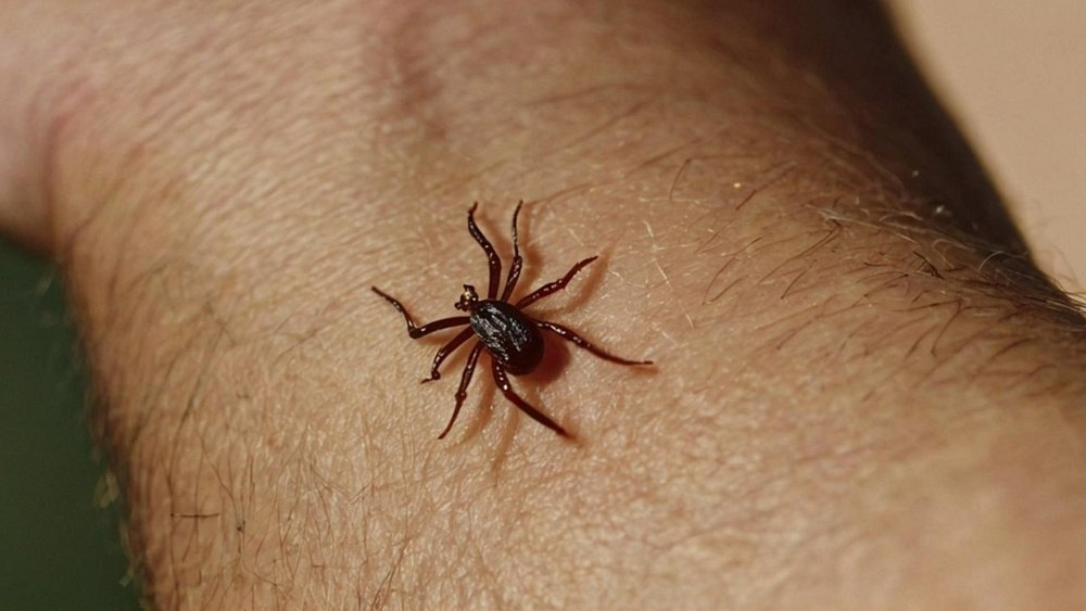 Инфицирование от клеща возможно и без укуса насекомого