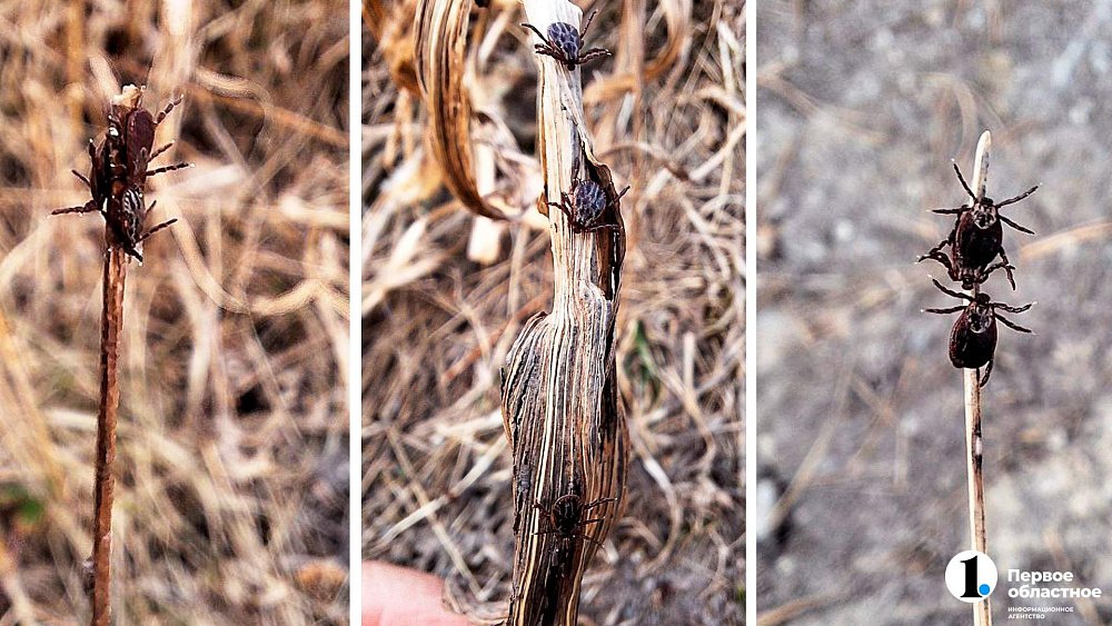 В Челябинской области клещи кусают особенно часто