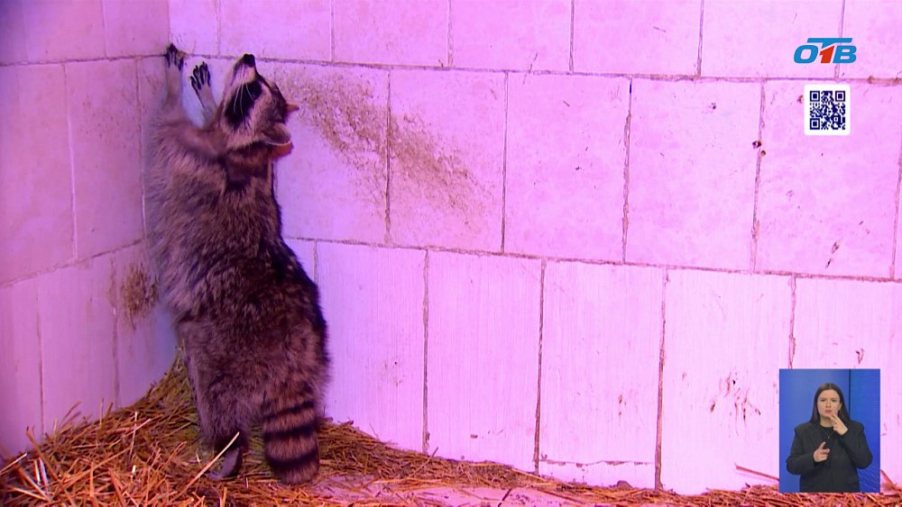 В Челябинске спасли енота из жилой квартиры