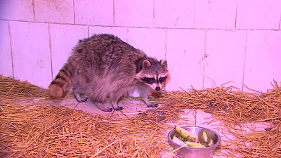 В Челябинске обнаружили истощенного и раненого енота