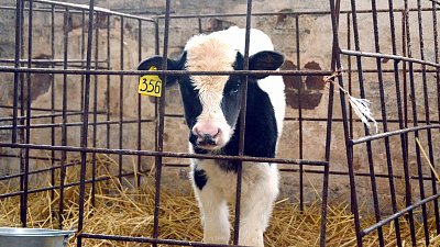 В Челябинской области прошла защита проектов на гранты для семейных ферм