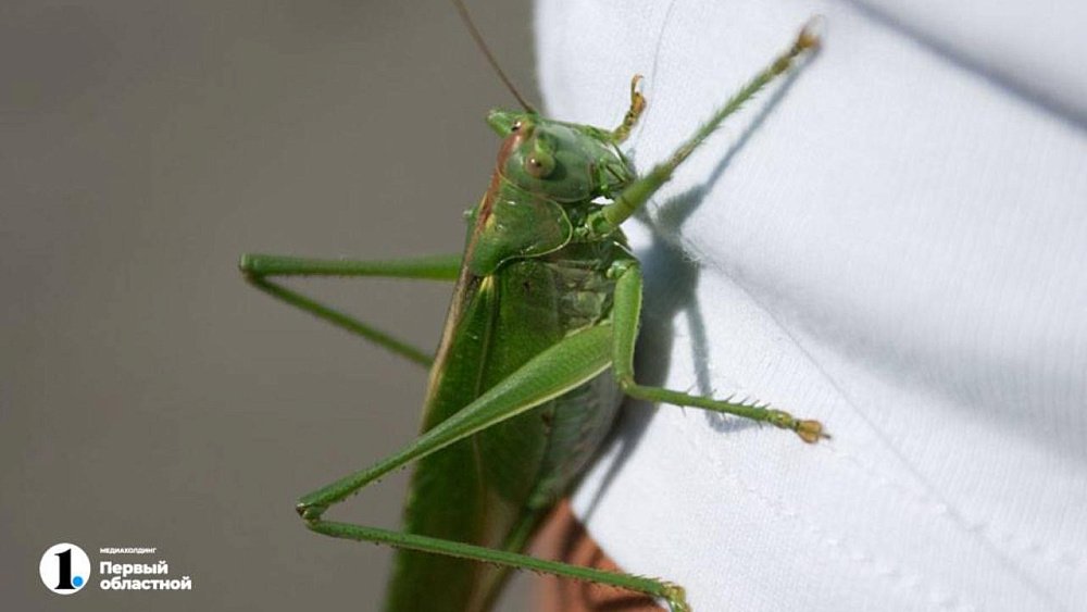 В Челябинской области стартовала антисаранчовая кампания