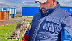 Пернатый патруль полигона в Магнитогорске подготовили к летней работе