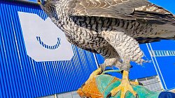 Пернатый патруль полигона в Магнитогорске подготовили к летней работе