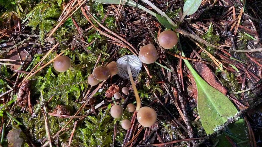 Грибной сезон в Челябинской области открыт